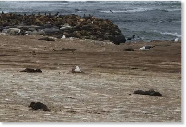 Hundreds of dead sea lion pups have washed ashore along the California coast in recent weeks, baffling researchers.