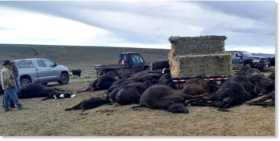 A lightning strike killed a rancher and more than 30 cows and calves Saturday in Jackson County.