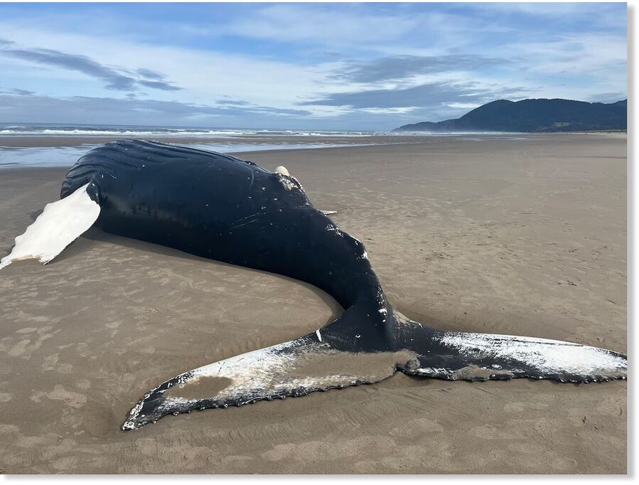 Dead humpback whale washes ashore near Manzanita, Oregon — Earth