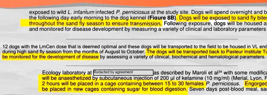 beaglegate fauci dog experiments coverup