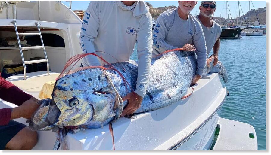 Three fishermen in Mexico told of the moment they caught a massive fish known as as the 