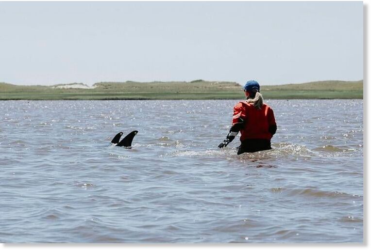 Up to 125 Atlantic white-sided dolphins stranded