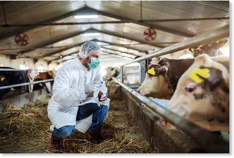 treating cows