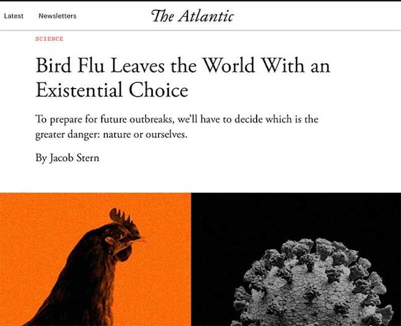 bird flu article