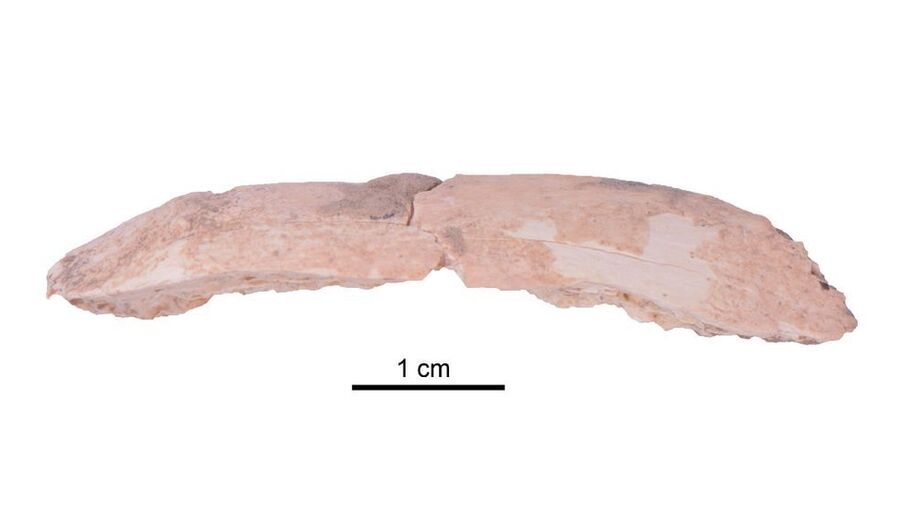 A Denisovan rib fragment.