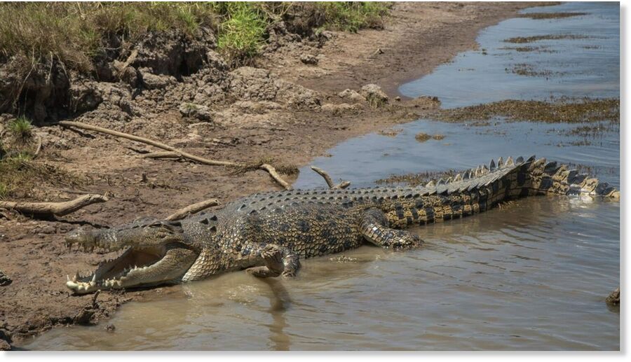 Crocodile resting on the bank of Billabong in Australia.