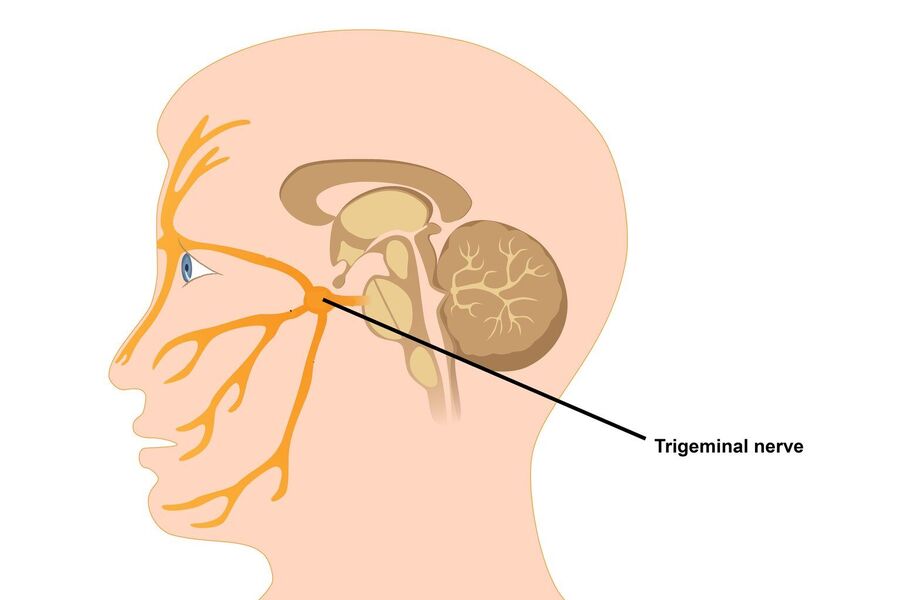 trigeminal nerve