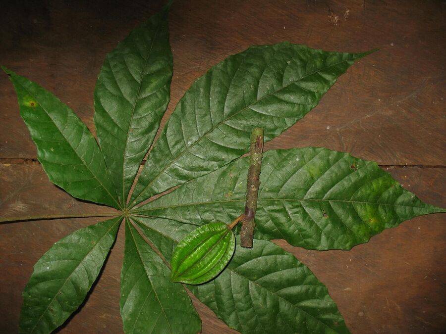 cacao relative leaf sample chocolate