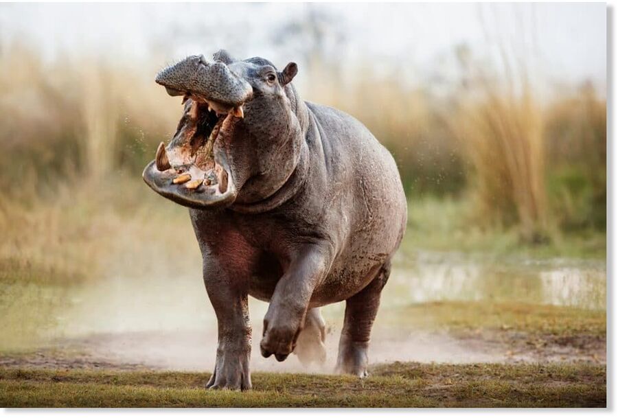 hippo