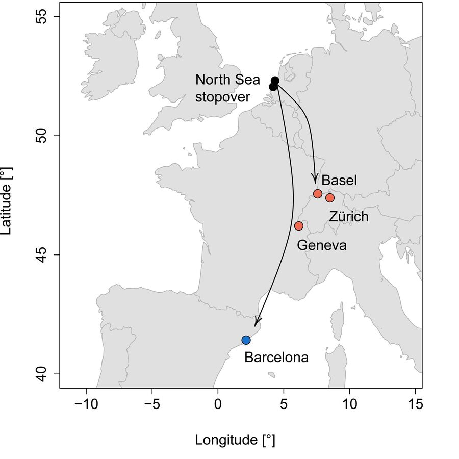 starling migration