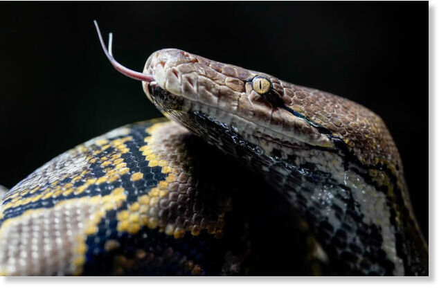 A reticulated python (Malayopython reticulatus) wriggles over a tree trunk at Hagenbeck Zoo in December 2021.