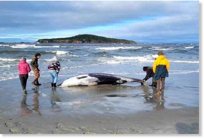 World's Rarest Whale May Have Washed Up On New Zealand Beach — Earth ...