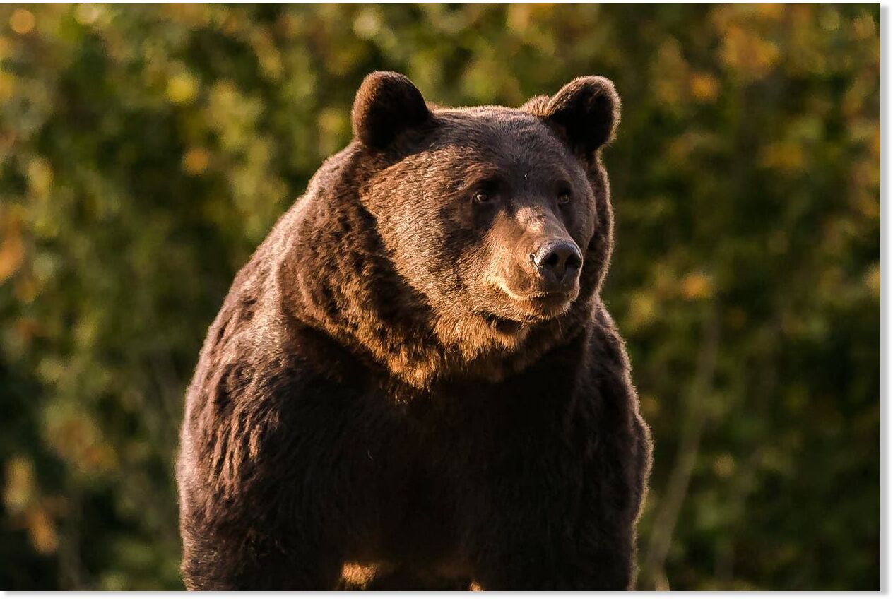 Woman dies after being attacked by bear in Romania - 26 such fatalities ...