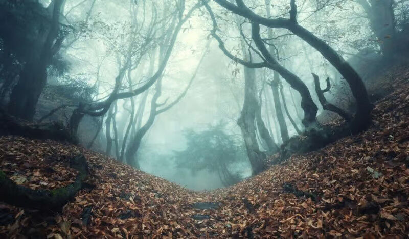 scary forest, dark forest