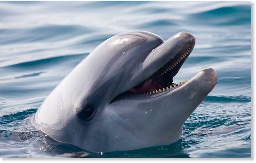 Dolphin attacks on rise at beaches in Fukui, Japan -18 injured so far ...