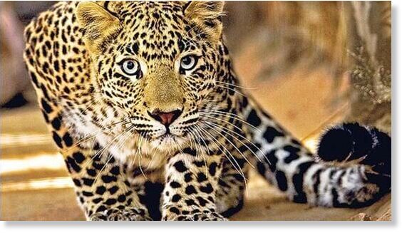 A 40-year-old woman was killed in a leopard attack in Pendhar village in Junnar on Wednesday. (