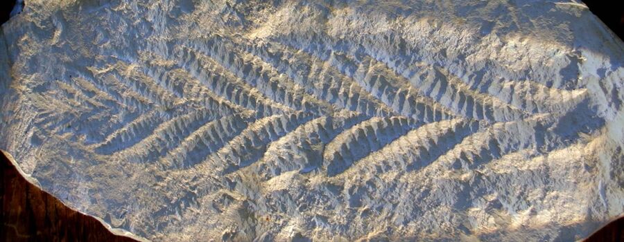 fossil charnia fronds avalon explosion