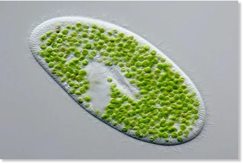 paramecium