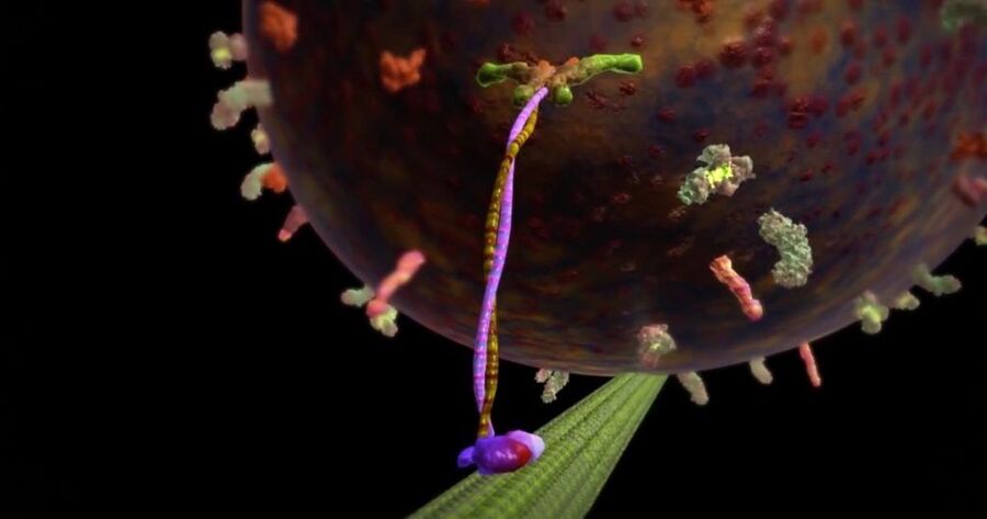 kinesin molecular machinary