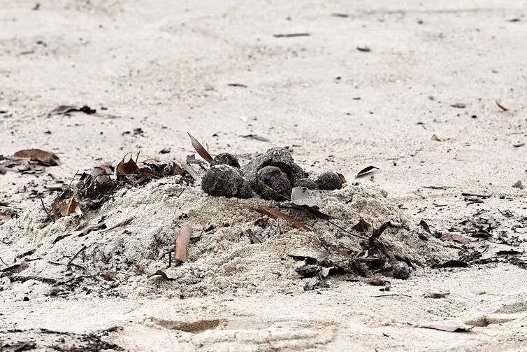 mystery black balls sydney beach australia