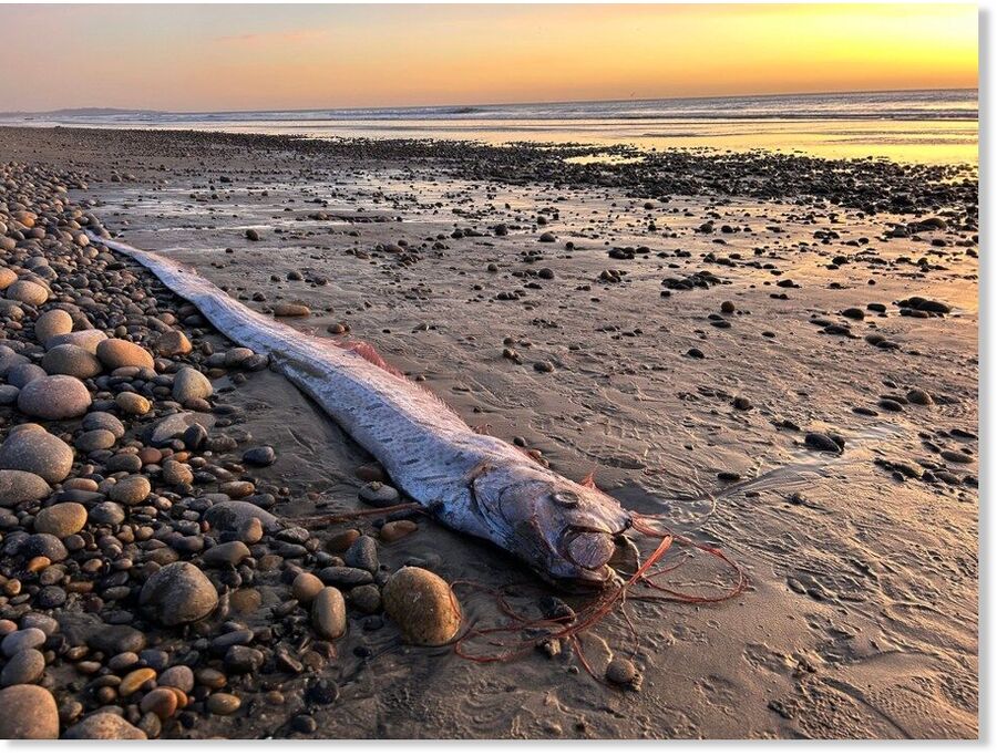 A dead deep=sea oarfish is shown washed up on Grandview Beach in Encinitas on Nov. 7, 2024.