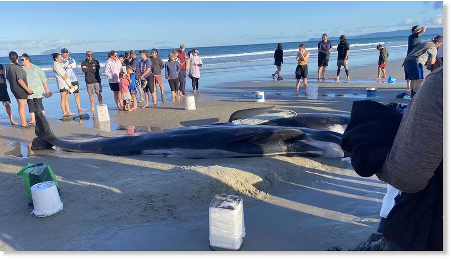 Pilot whales stranded on Ruakākā Beach in Northland.