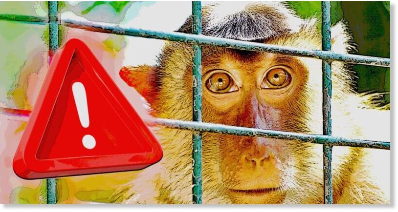 Escaped Monkeys Stoke Fears Of Disease Spread, Lax Security At Research ...