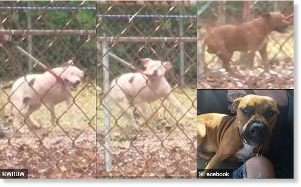 Two pit bull-type dogs being seized from a home on Ira Road after deadly dog mauling.