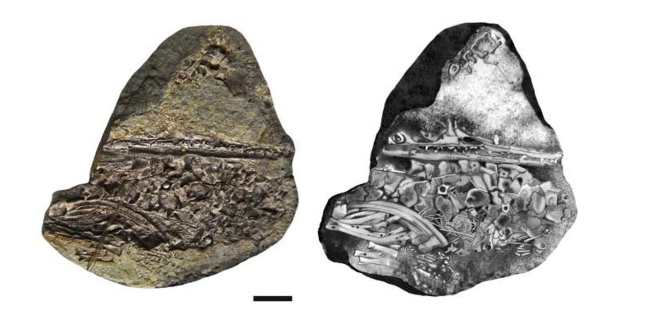 pregnant dinosaur fossil