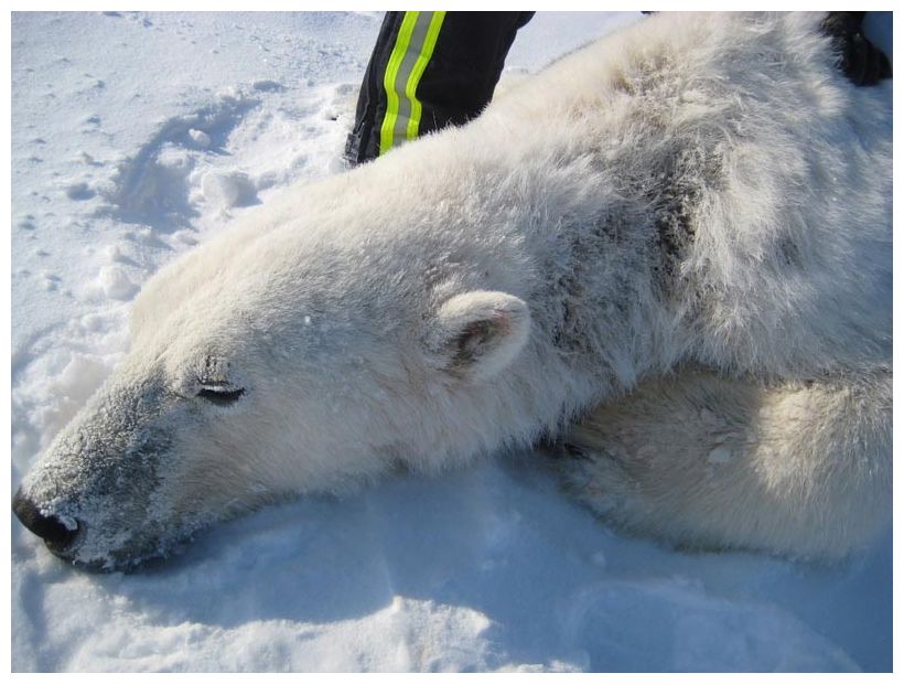 Какая кожа у белого медведя фото Patchy Polar Bears Puzzle Scientists - Earth Changes - Sott.net