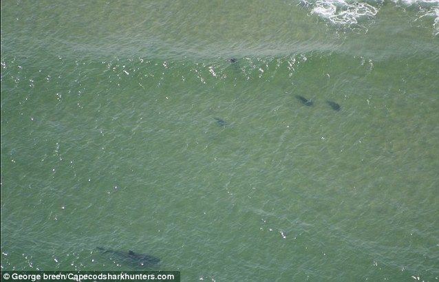 Great White Shark 16-foot long, 2000 pounds Spotted Off Cape Cod Coast ...