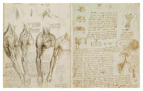 Leonardo da Vinci was right all along, new medical scans show -- Secret ...