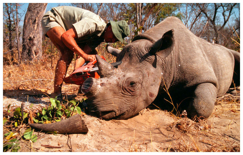 Poachers have killed all rhinos in Mozambique park -- Society's Child ...