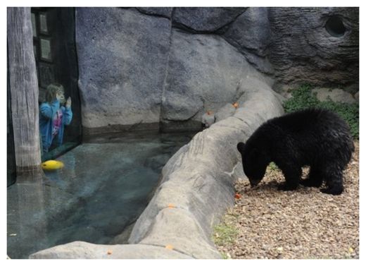 Black bear scales 10-foot fence to visit Knoxville Zoo -- Don't Panic ...