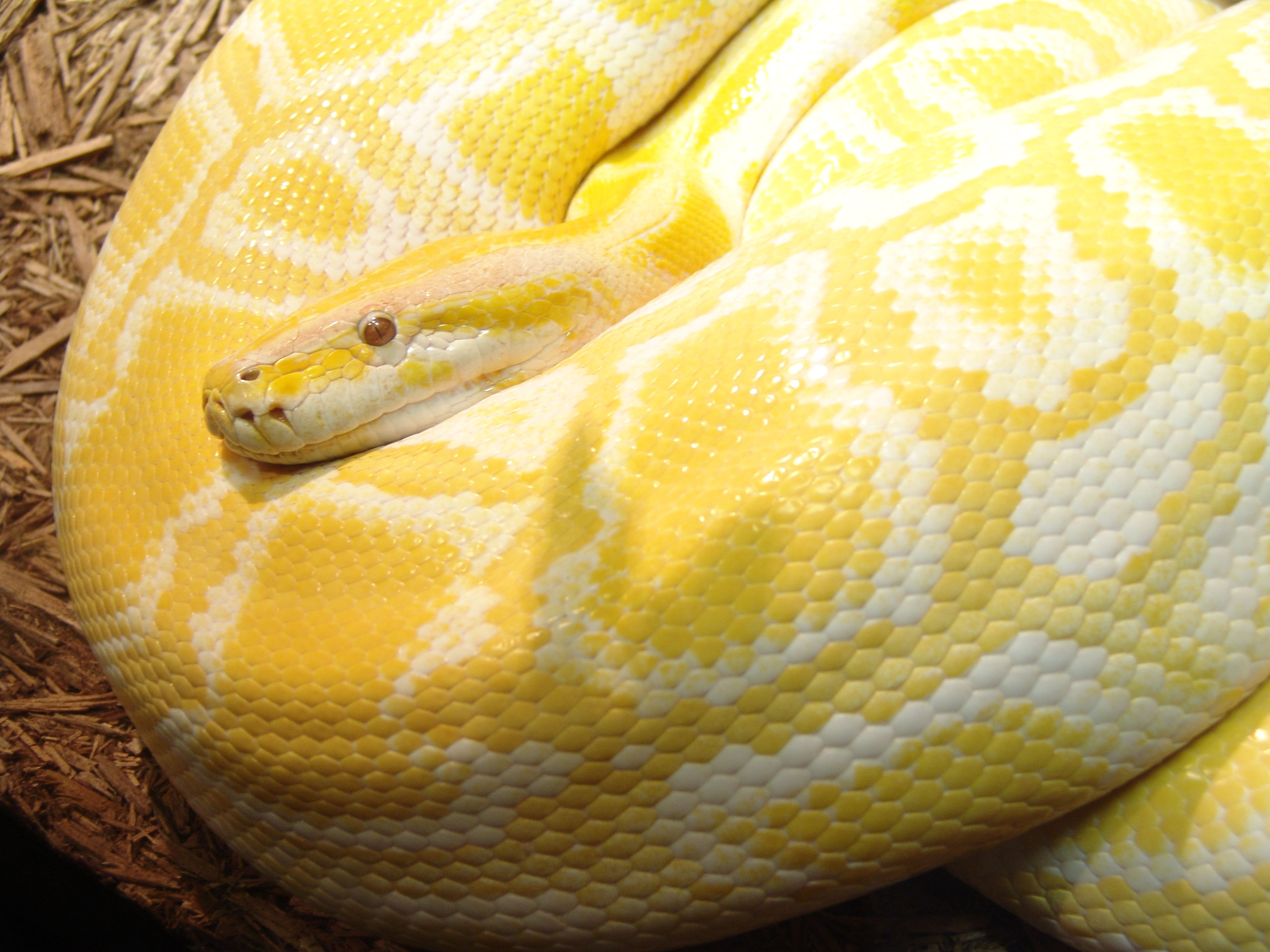 14 Foot Brumese Python Found In Florida Shed Giant Snake Was Eating 