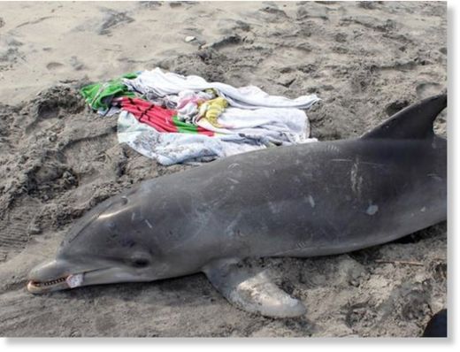 Mysterious dolphin death rate 7 times higher than normal -- Earth