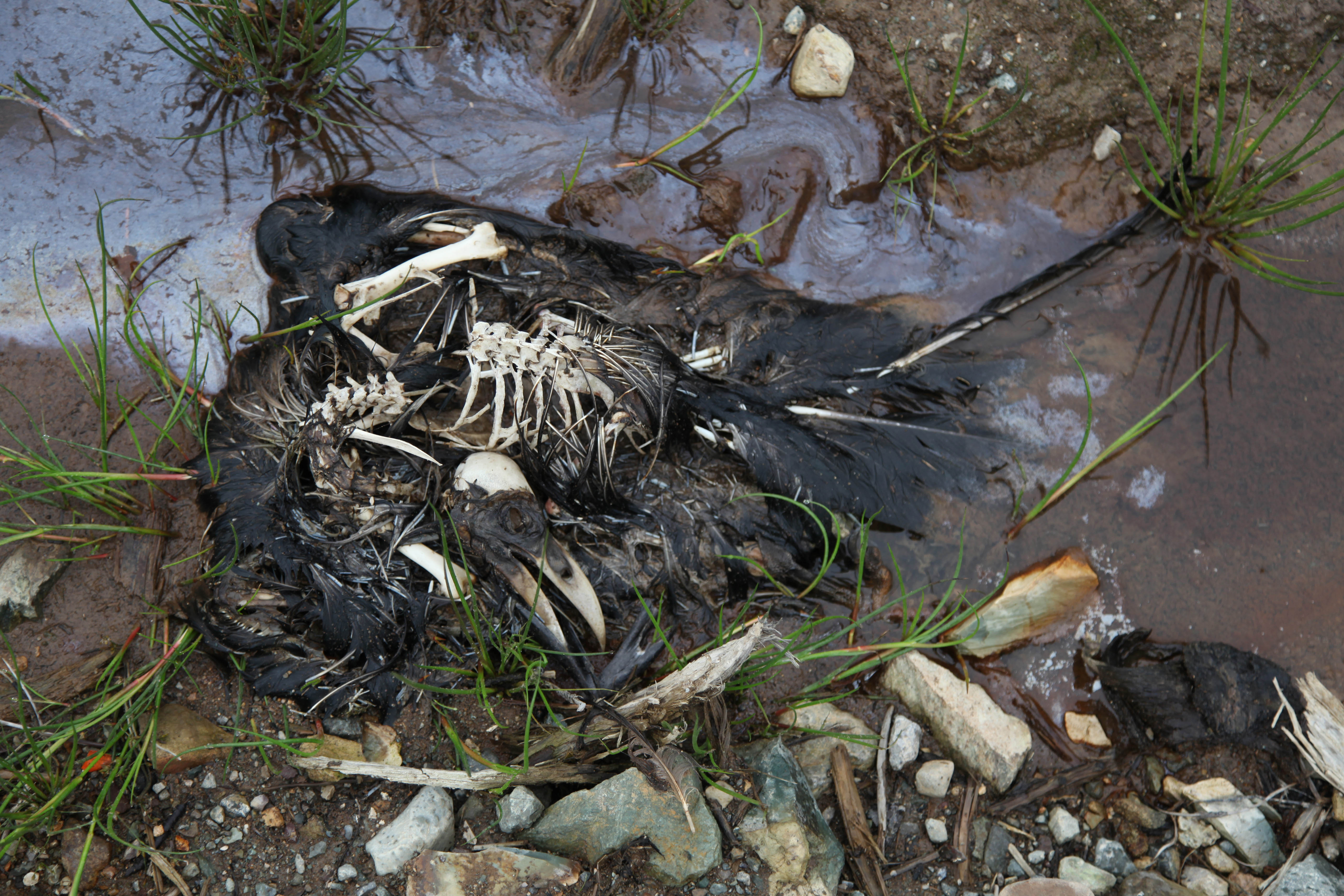 Dead birds found around cellular tower in Conception Bay South, Canada ...