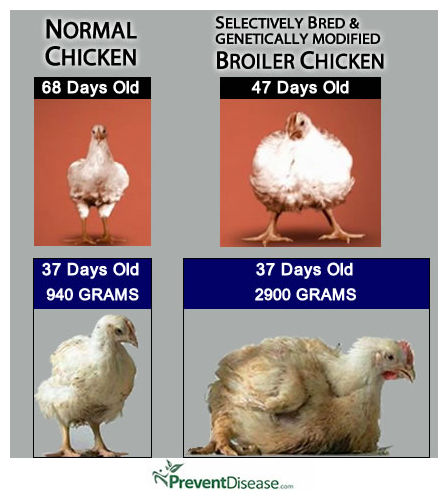 Broiler chickens found at grocery retailers grow three times faster ...