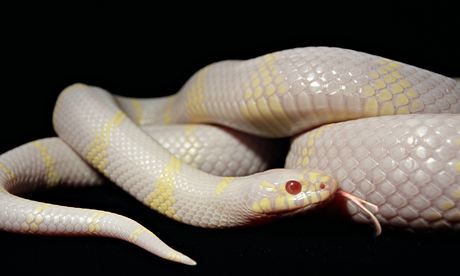 Invasion of albino king snakes threatens Gran Canaria wildlife -- Earth ...