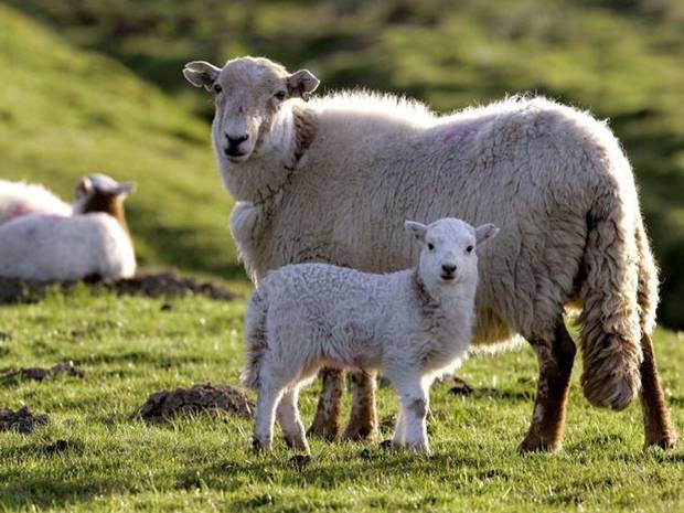 Thousands Of Australian Sheep Die After Eating Usually Rare Poisonous 