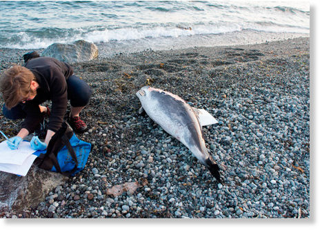 Death toll mounts for harbor porpoises on San Juan Island shores ...